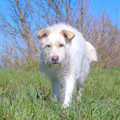 Erfolg im Hundetraining- Weißer Hund auf einer Wiese