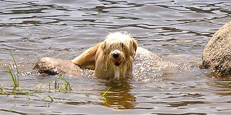 Bedürfnis Lust - Hund mit Ball im Wasser