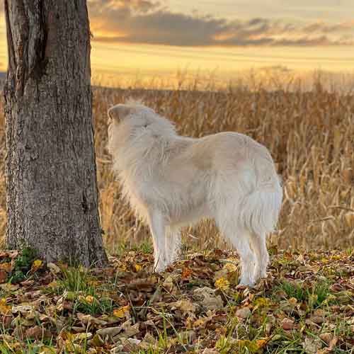 Bedürfnis Bindung - Empathie Hund schaut über Felder
