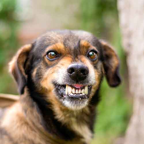 Bedürfnis Selbstwirksamkeit - Hund droht, zeigt die Zähne