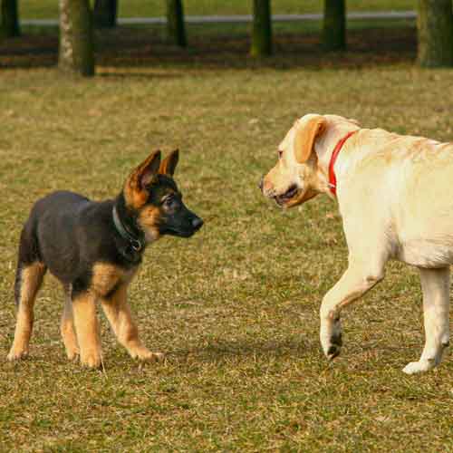 Bedürfnis Sicherheit - Hundebegegnung - zwei Hunde