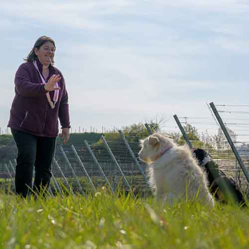 Perspektivenwechsel - Hund im Training - zwei Hund machen Sitz mit Mensch