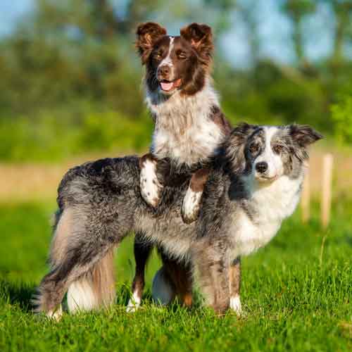 Perspektivenwechsel - Hund im Training - Hund mit Vorderpfoten auf dem Rücken eines anderen Hundes
