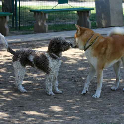 Körpersprache Hund - zwei Hunde in Kommunikation