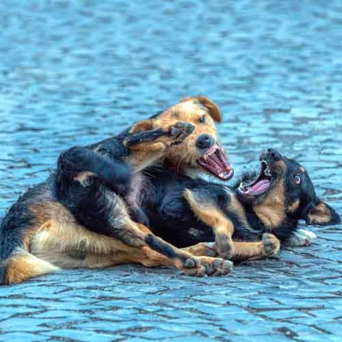Sozialspiel Hund - Maulringen zweier Hunde