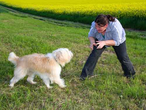 Sozialspiel Hund - Mensch und Hund spielen