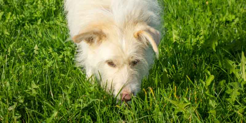 Erfolg im Hundetraining - Godiva sucht im Gras