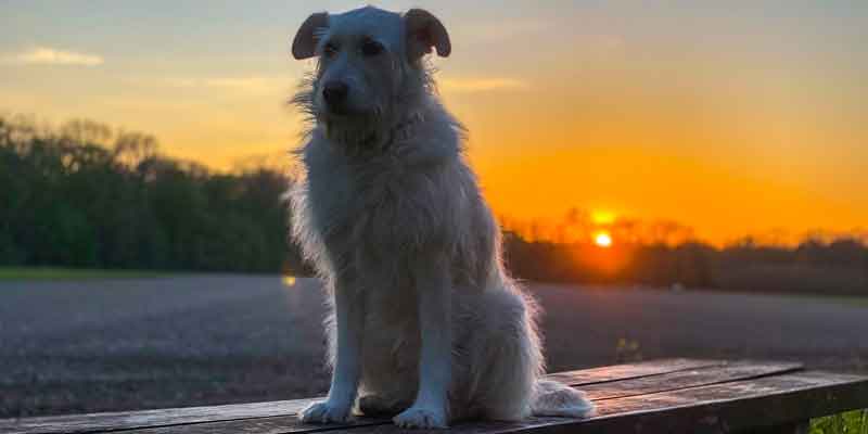 Perspektivenwechsel - Hund im Alltag - Hund im Sonnenuntergang