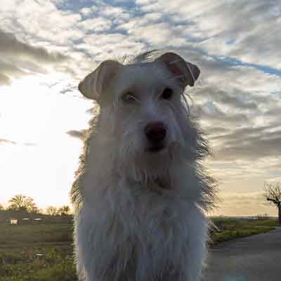Aggressionsverhalten - Hund im Sonnenuntergang