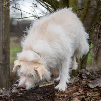 Aggressionsverhalten - Hund auf Baumstamm