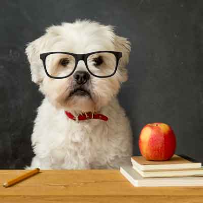 Unsicherheit - Hund als Lehrer