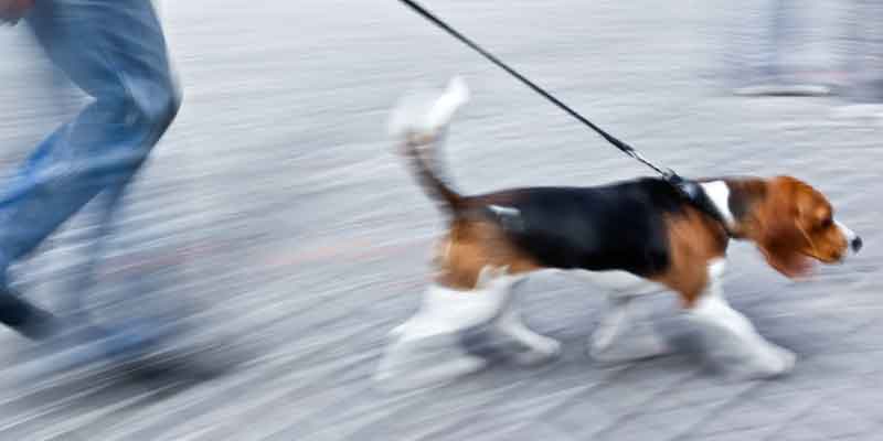 Ziehen an der Leine - Beagle zieht seinen Menschen