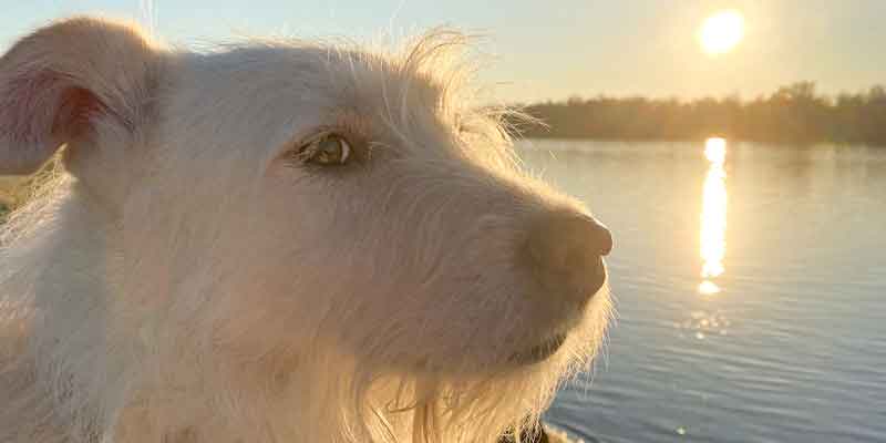 Den Hund verstehen - Hund im Sonnenuntergang