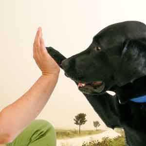Hund schlägt Pfote in Hand des Menschen